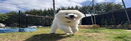 Samoyed dogs for sale: 10 Month Old Samoyed Ready for His Forever Home! - Advert 8