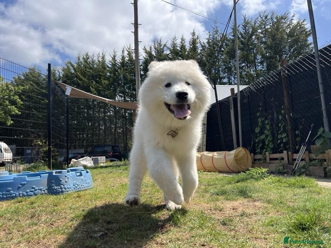 Samoyed dogs for sale: 10 Month Old Samoyed Ready for His Forever Home! - Advert 8