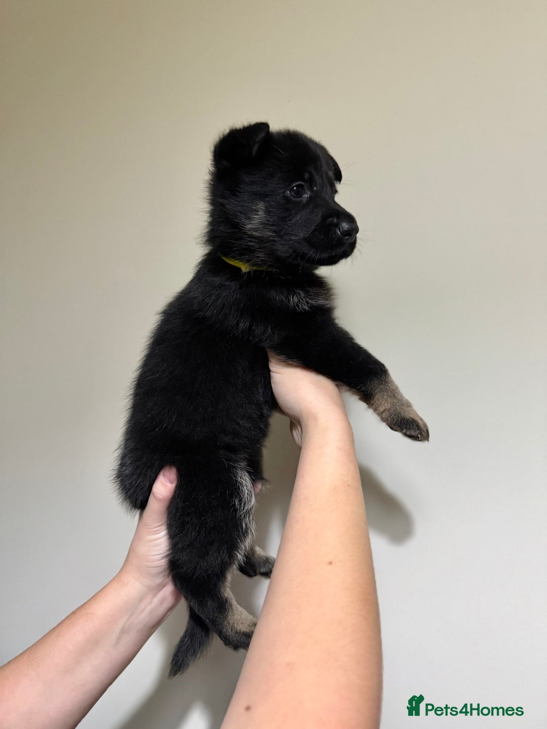German Shepherd dogs for sale: Beautiful KC German Shepherd Puppies  - Advert 23