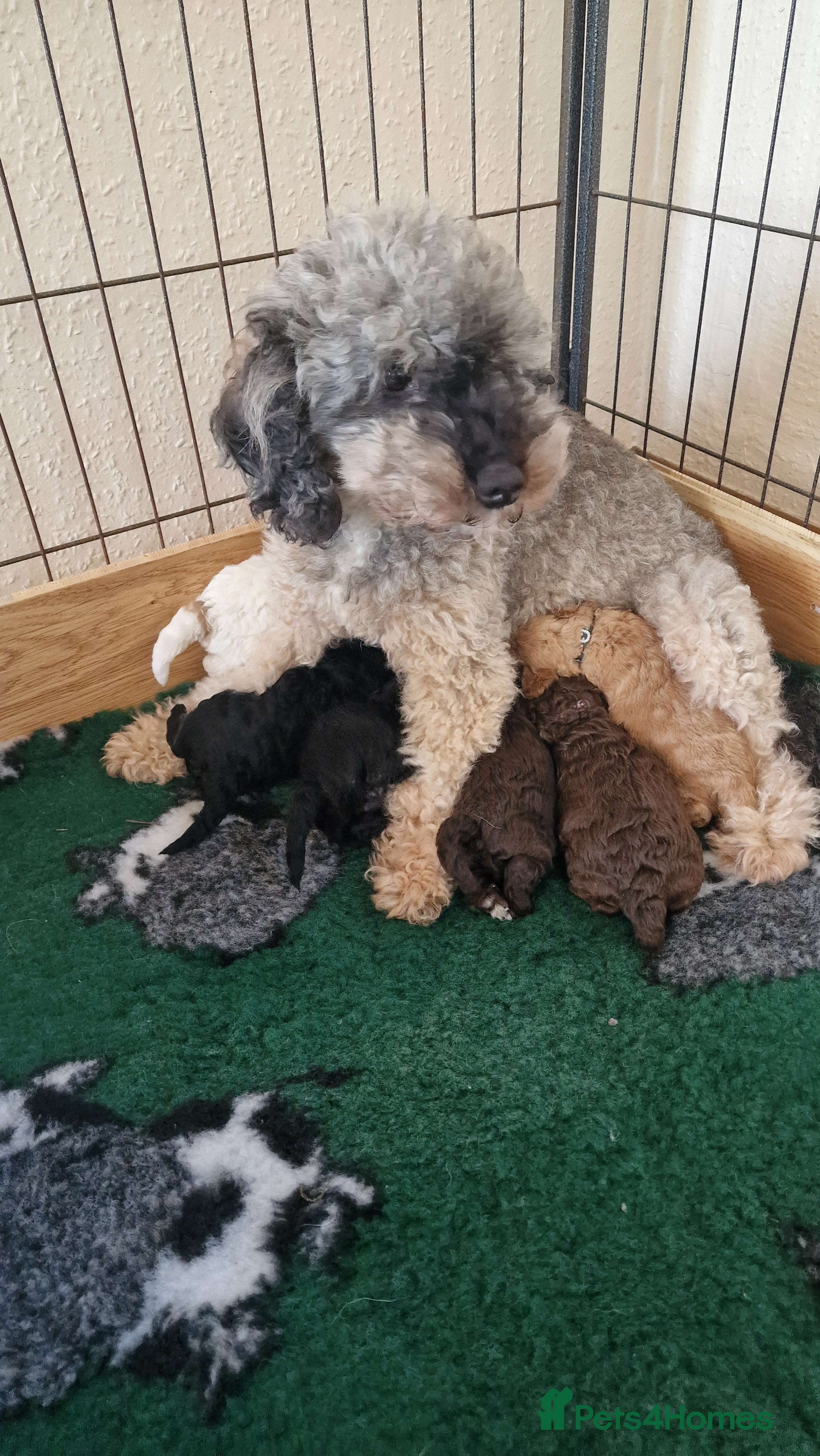 Miniature Poodle dogs Stunning Miniature Poodle Puppies PRA clear  - Advert 16