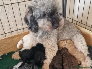 Miniature Poodle dogs Stunning Miniature Poodle Puppies PRA clear - Advert 16