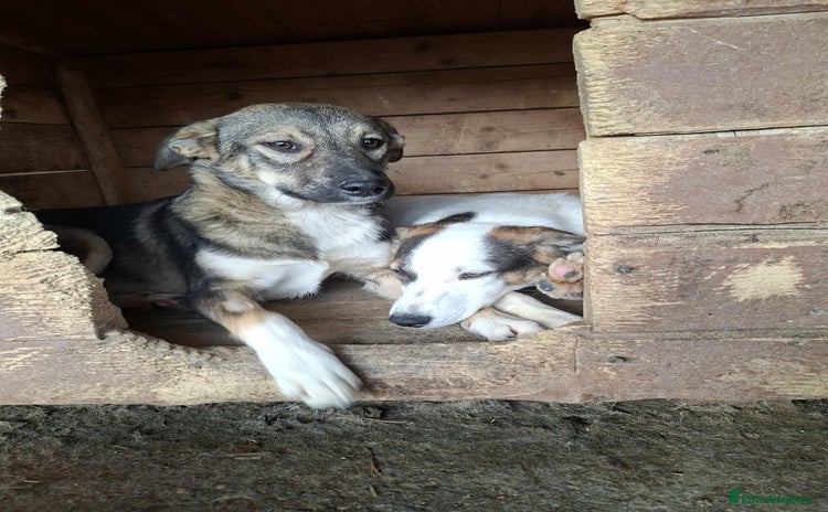 Mixed Breed dogs - Advert 2