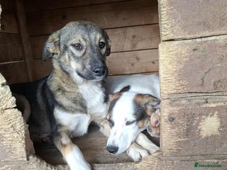Mixed Breed dogs - Advert 7