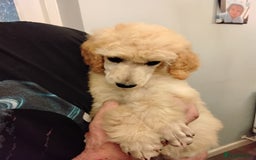 Standard Poodle dogs for sale: Stunning KC reg female standard poodle puppies - Image 4