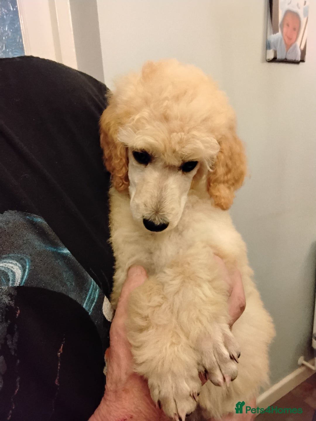 Standard Poodle dogs for sale: Stunning KC reg female standard poodle puppies - Image 4