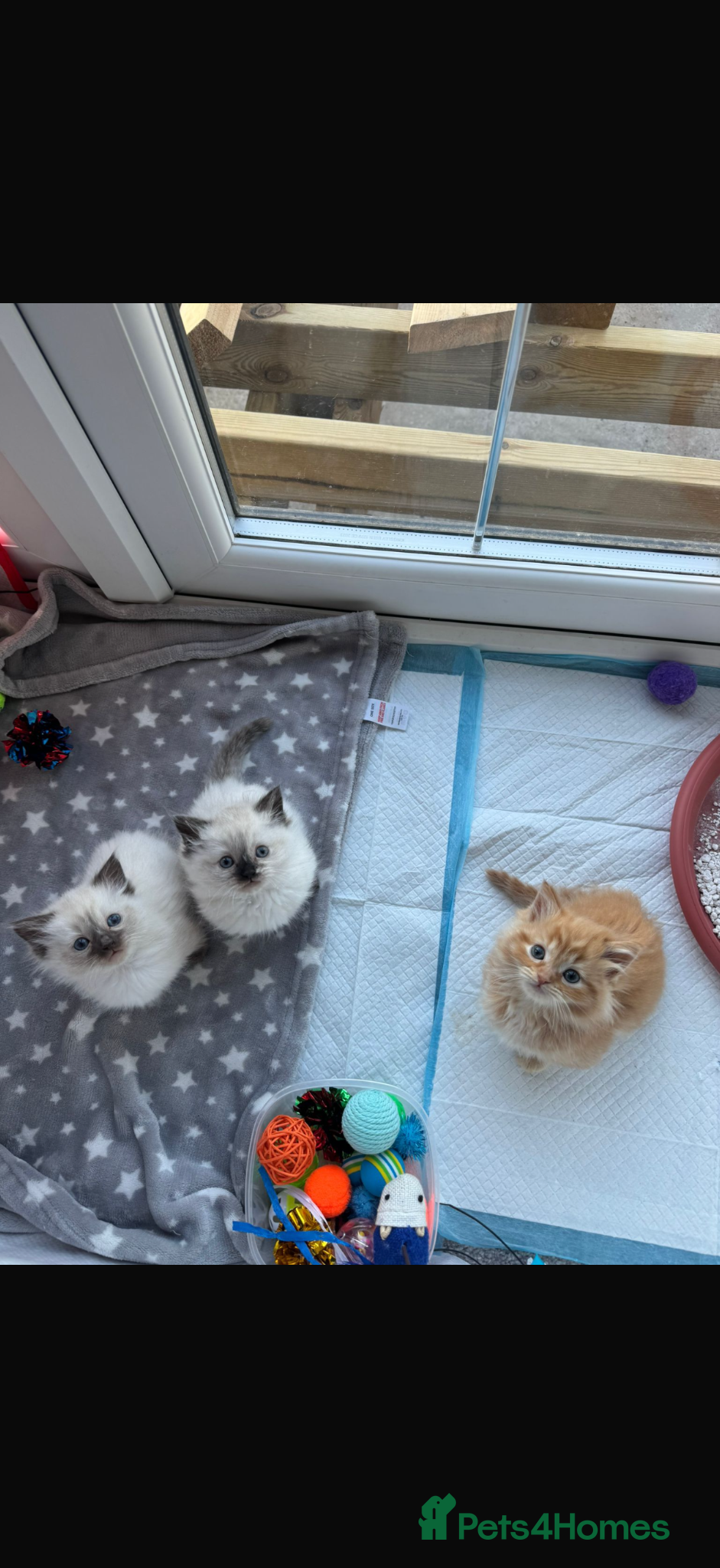 Mixed Breed cats Beautiful Ragdoll Kittens for Sale – Ready Soon 🐾 - Advert 2