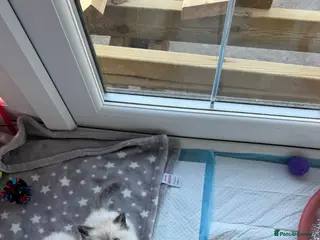 Mixed Breed cats Beautiful Ragdoll Kittens for Sale – Ready Soon 🐾 - Advert 6