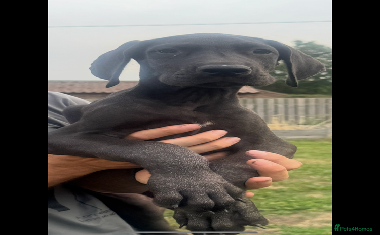 Great Dane dogs - Advert 1