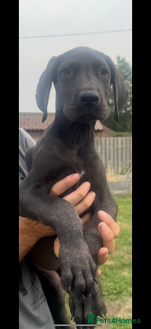 Great Dane dogs - Advert 2