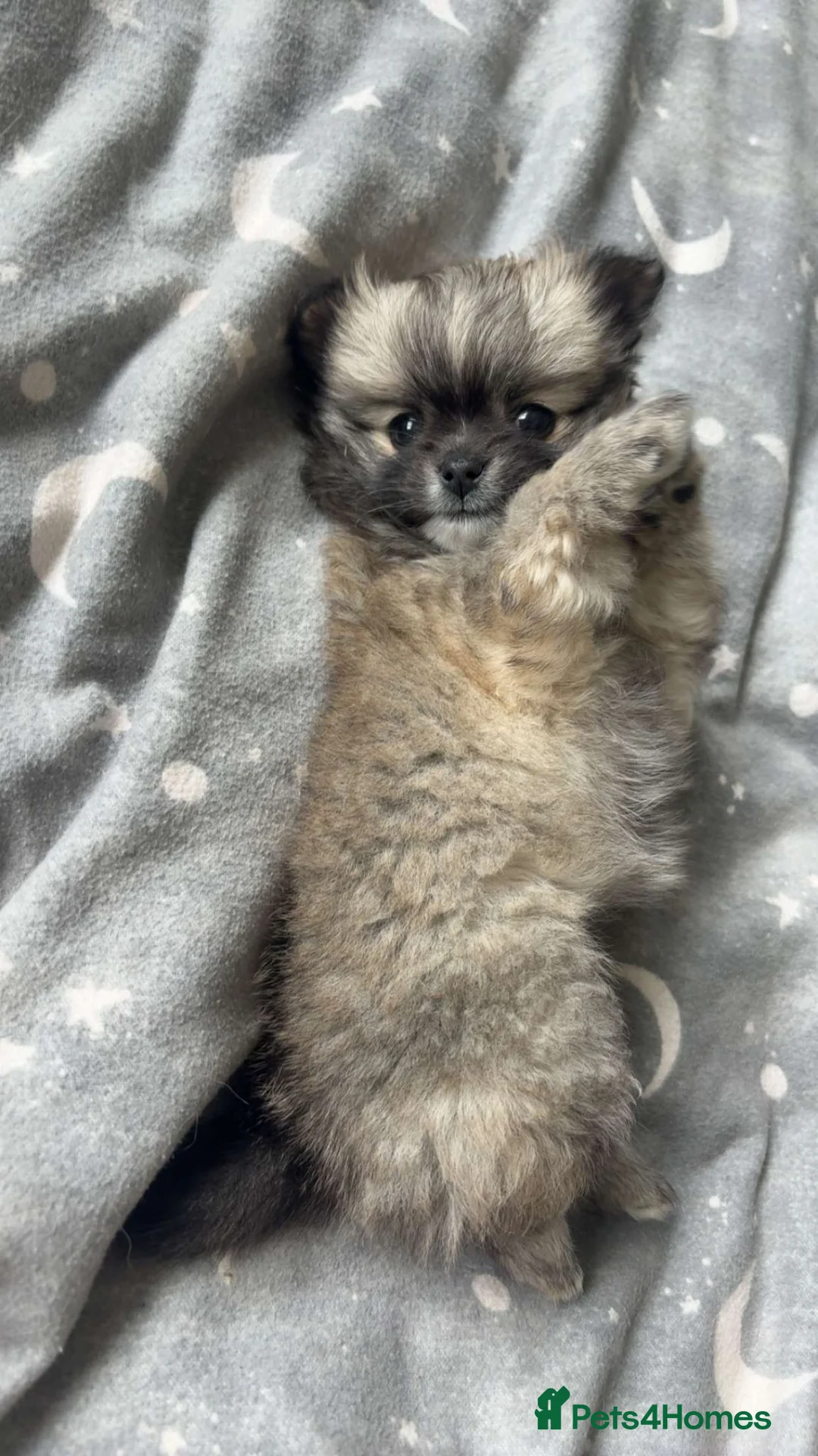 Pomchi dogs for sale: Pomchi Female fawn  - Advert 13