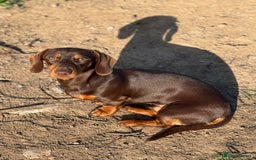 Miniature Dachshund dogs for sale: Beautiful miniature dachshund puppies - Image 10
