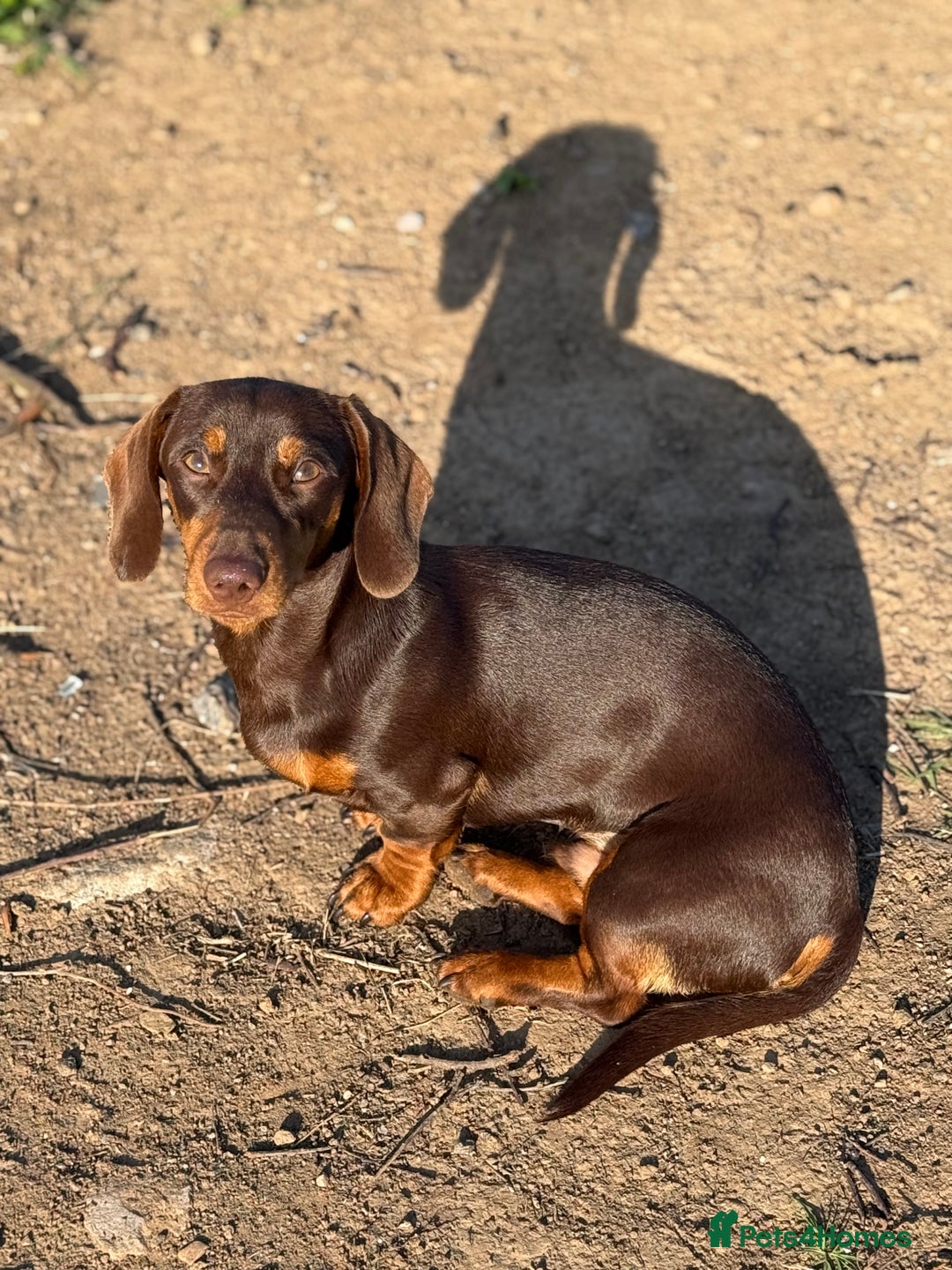 Miniature Dachshund dogs for sale: Beautiful miniature dachshund puppies - Image 10