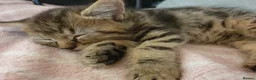 Mixed Breed cats for sale: Beautiful Male Kittens  - Advert 5