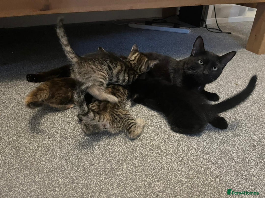 Mixed Breed cats for sale: Four mixed kittens for sale near colchester - Image 7