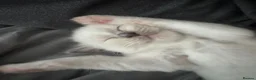 Ragdoll cats for sale: 💜🧡💙GCCF REG RAGDOLL babies see full description - Advert 19