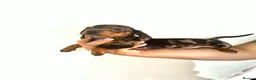 Miniature Dachshund dogs for sale: Miniature Dachshund  - Advert 20