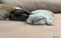 Mini Lion Lop rabbits for sale: Mini lop rabbits  - Image 7