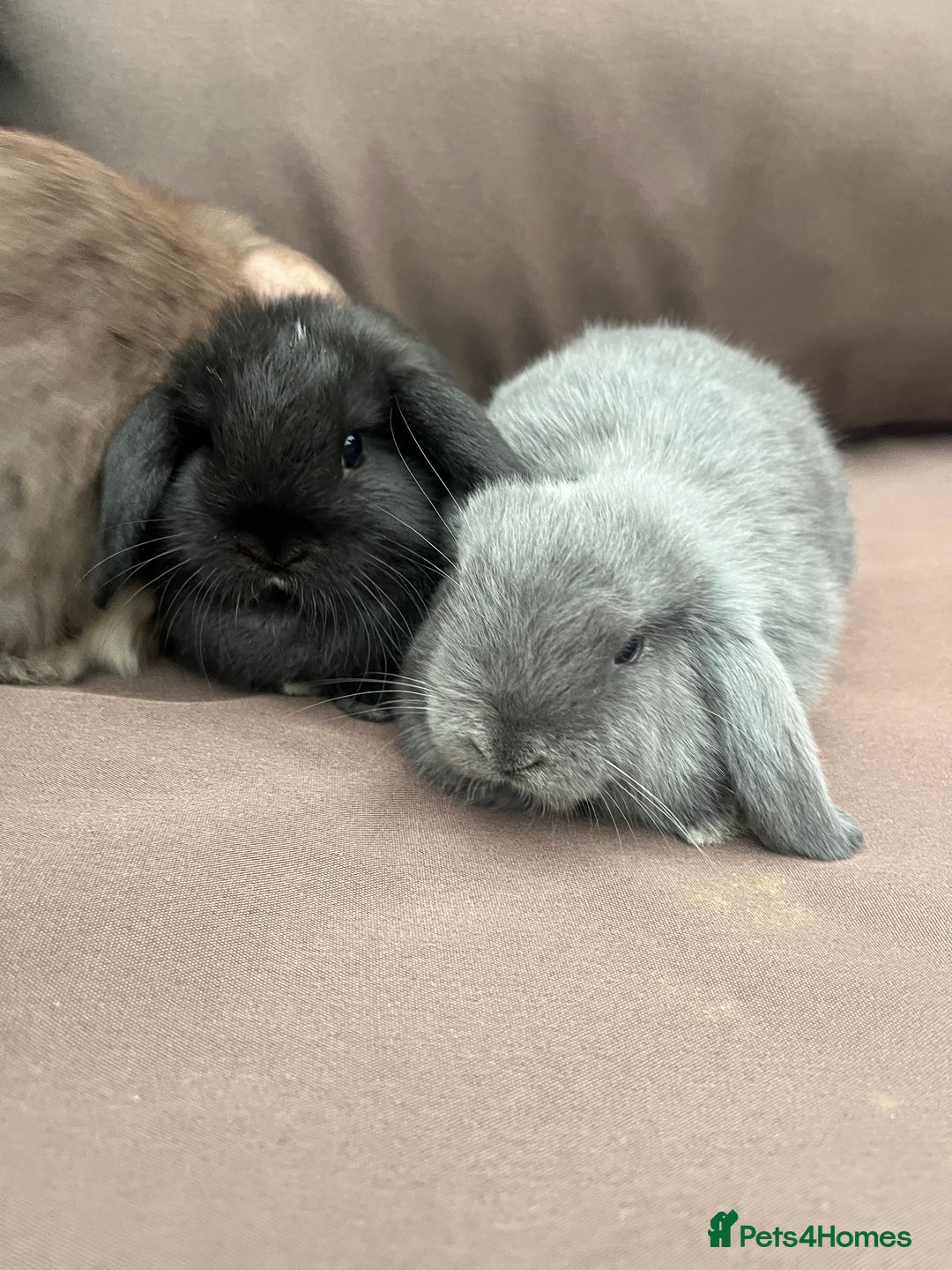 Mini Lion Lop rabbits for sale: Mini lop rabbits  - Image 7