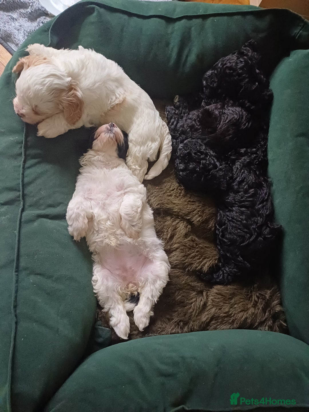 Mixed Breed dogs for sale: Cavapoo puppies available before  **   - Advert 13