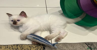 Ragdoll cats - Advert 16