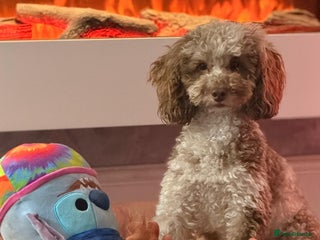 Toy Poodle dogs Tiny Asian/tiny Toy poodles🧸🤎 - Advert 4