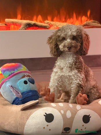 Toy Poodle dogs Tiny Asian/tiny Toy poodles🧸🤎 - Advert 4