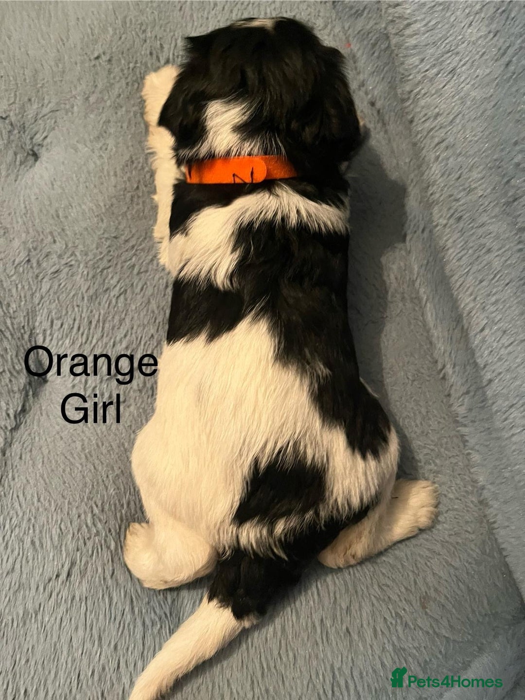 Miniature Schnauzer dogs for sale: OMG ❤️RARE  PEDIGREE PARTI MINIATURE SCHNAUZER  - Advert 24