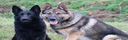 German Shepherd dogs for sale: Big bone gsd male  - Advert 4