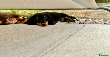 Dachshund dogs - Advert 2