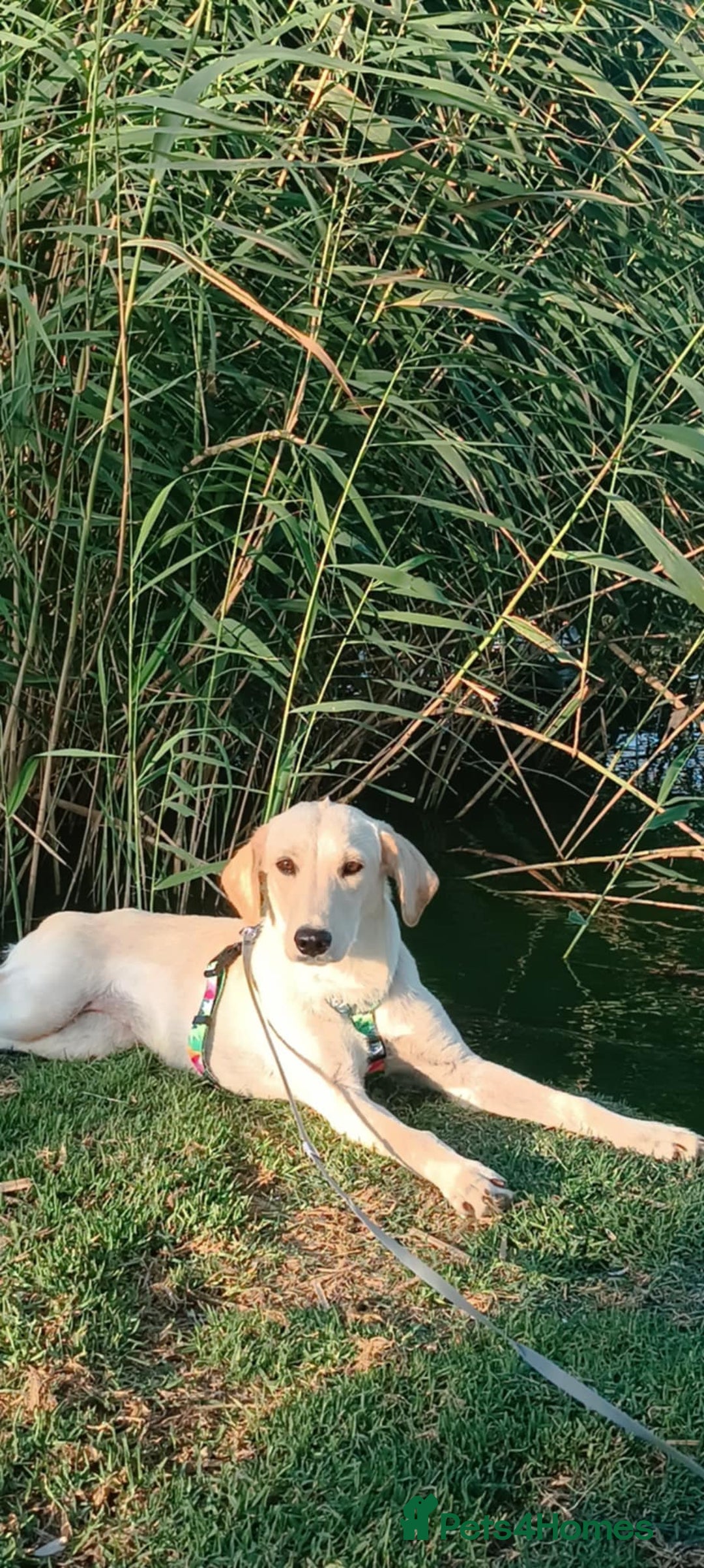 Labrador Retriever dogs for adoption: Blondie - Image 1