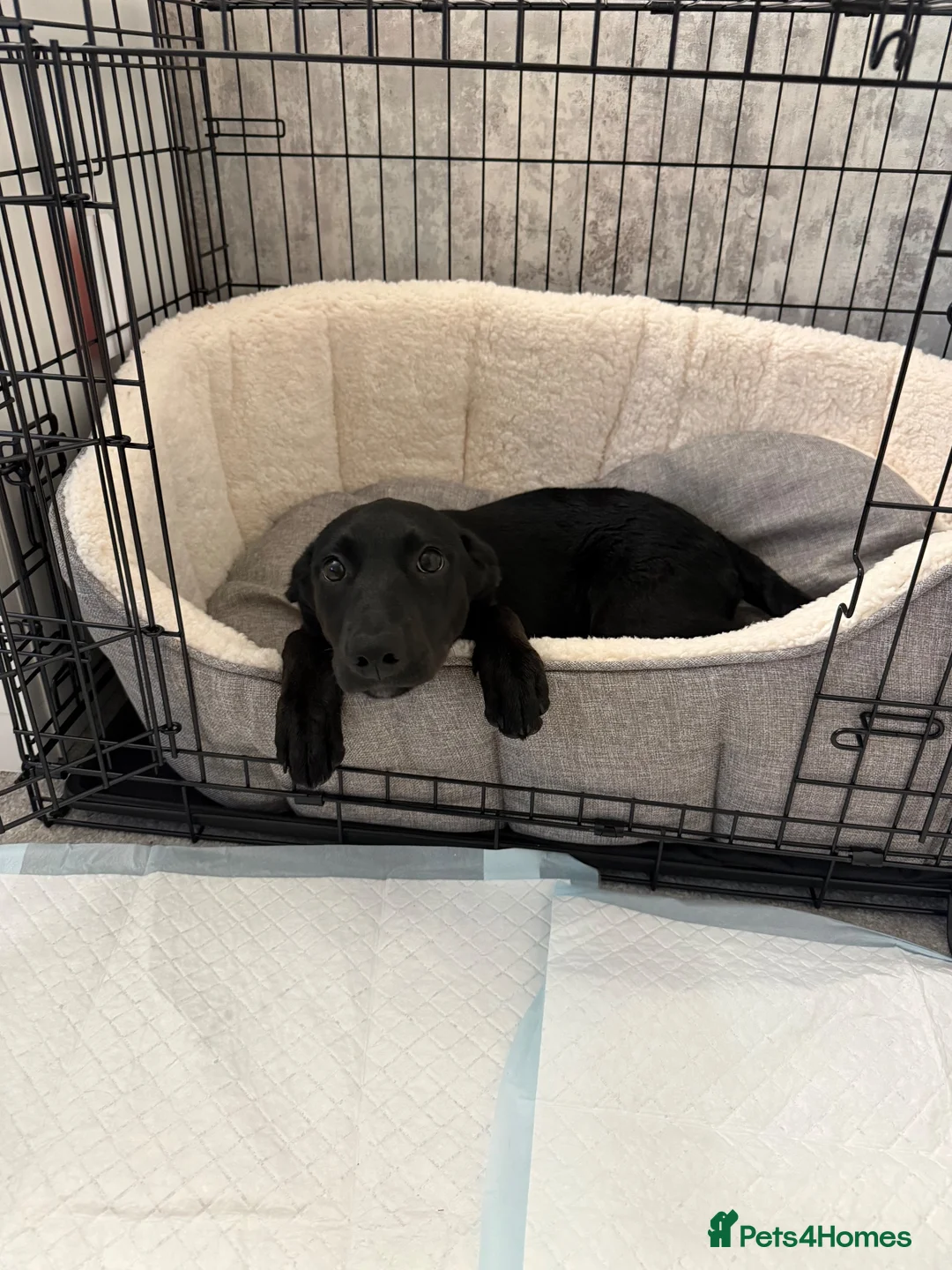 Labrador Retriever dogs for sale: Mabel in Gosport - Advert 2
