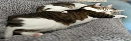 Mixed Breed cats for adoption: [Indoors Only] Lex & Luthor - Adorable Brothers! - Advert 6