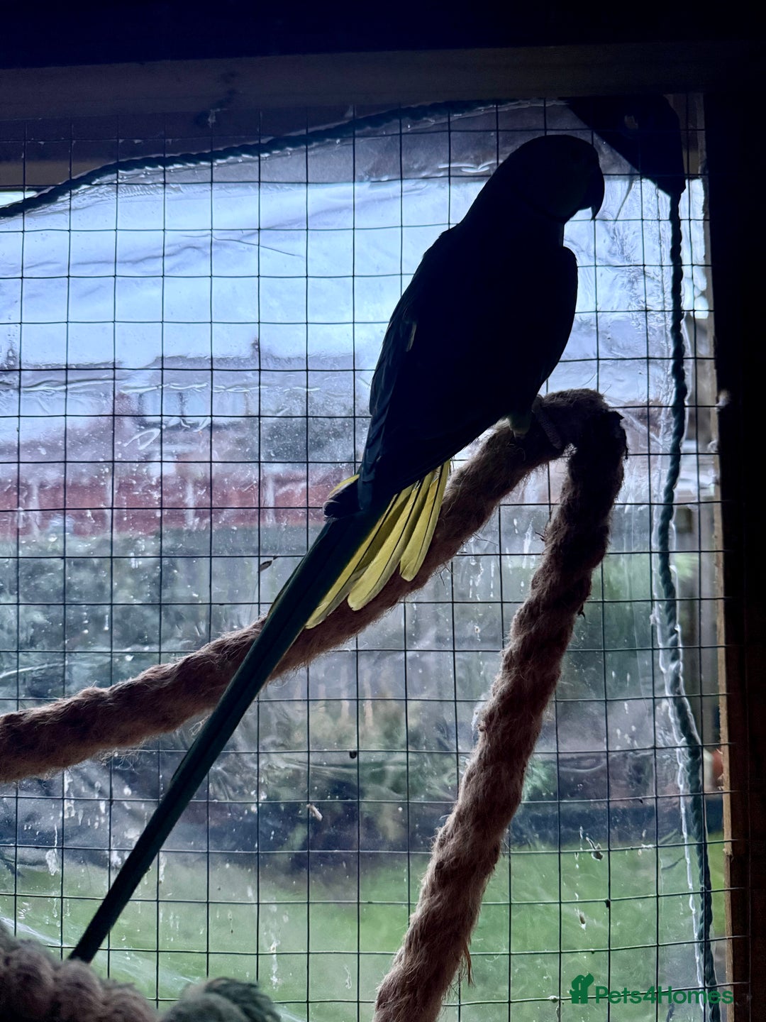 Ringnecks birds for sale: Male Green Ringneck Parakeet  - Advert 3