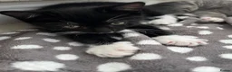 Mixed Breed cats for sale: 3 x Gorgeous Kittens Left  in Bournemouth - Advert 8