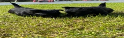 Scottish Terrier dogs for sale: Scottish terrier pups KC registered  - Advert 5