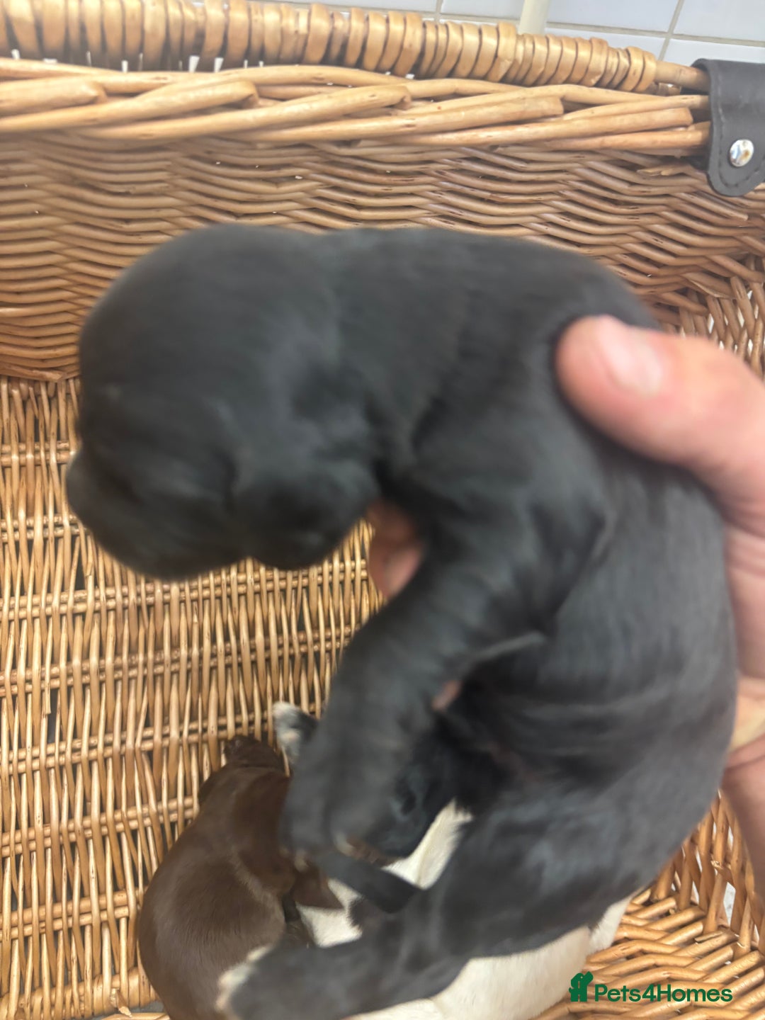 Cocker Spaniel dogs for sale: Cocker spaniel puppies  - Image 10