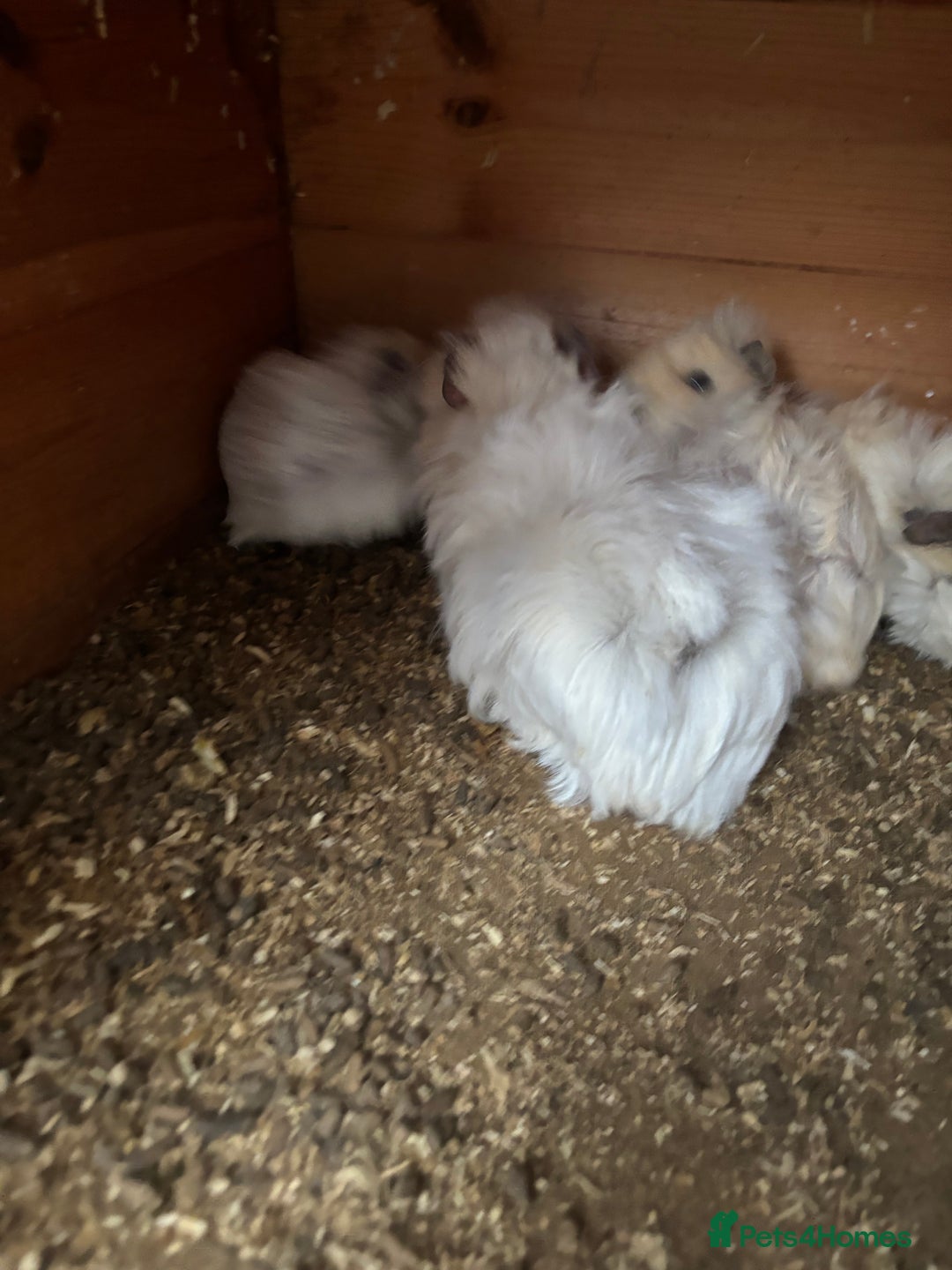 Guinea Pig rodents for sale: 2 Female Guinea Pigs 11 Weeks Old  Lovely Natured - Advert 3