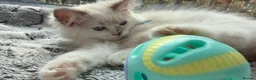 Ragdoll cats for sale: 5 Fluffy PureBred Ragdolls  - Advert 5