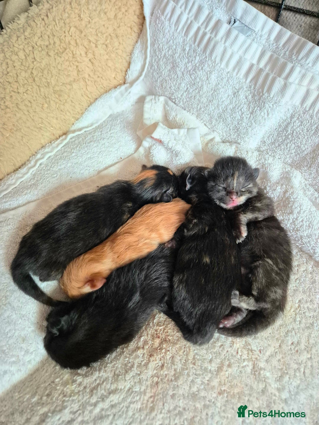 Mixed Breed cats for sale: Super friendly, fluffy kittens! 😻 - Image 5