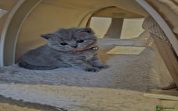 British Shorthair cats for sale: Quality British Shorthair Blue Kittens - Image 10