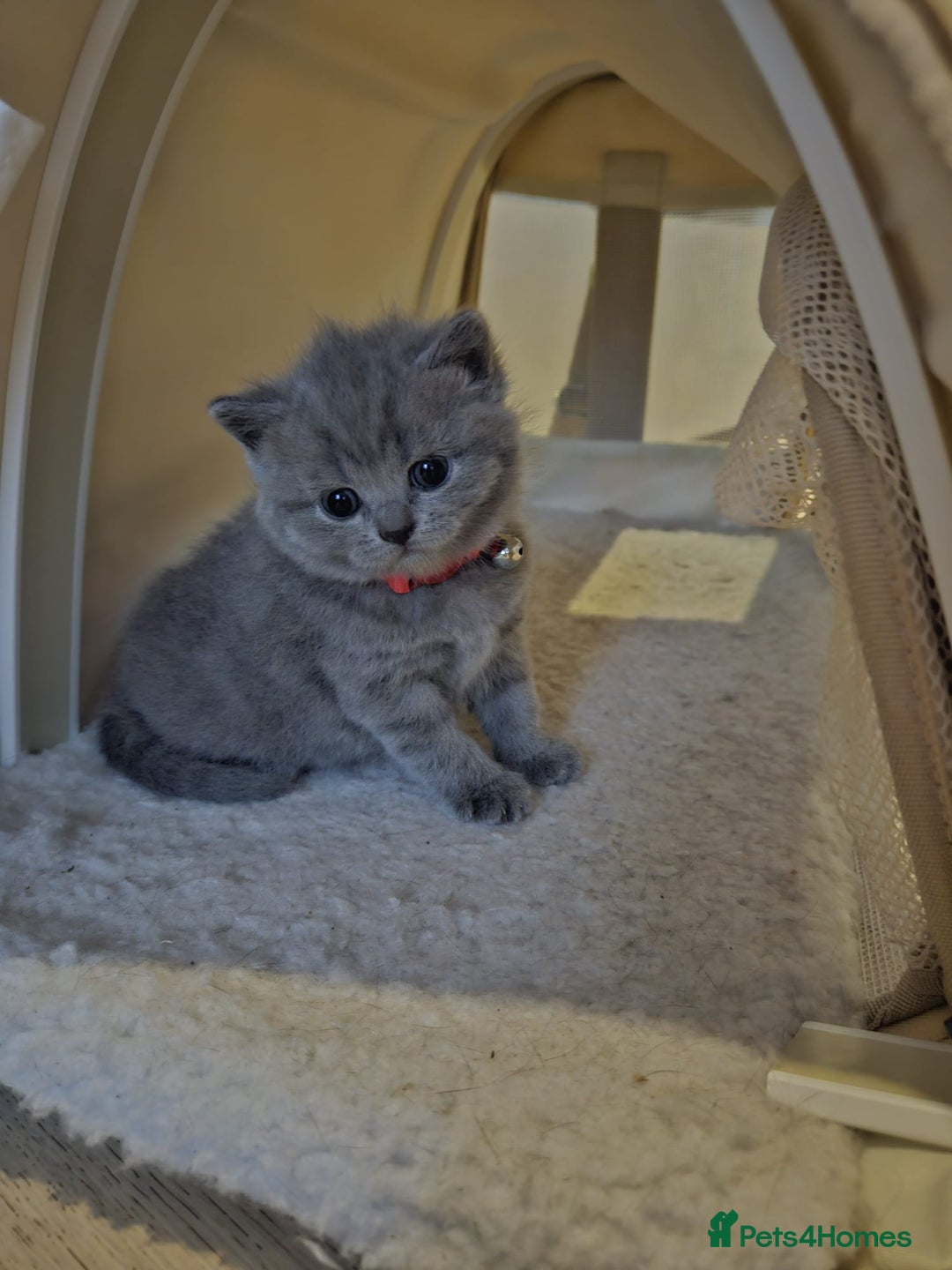 British Shorthair cats for sale: Quality British Shorthair Blue Kittens - Image 10