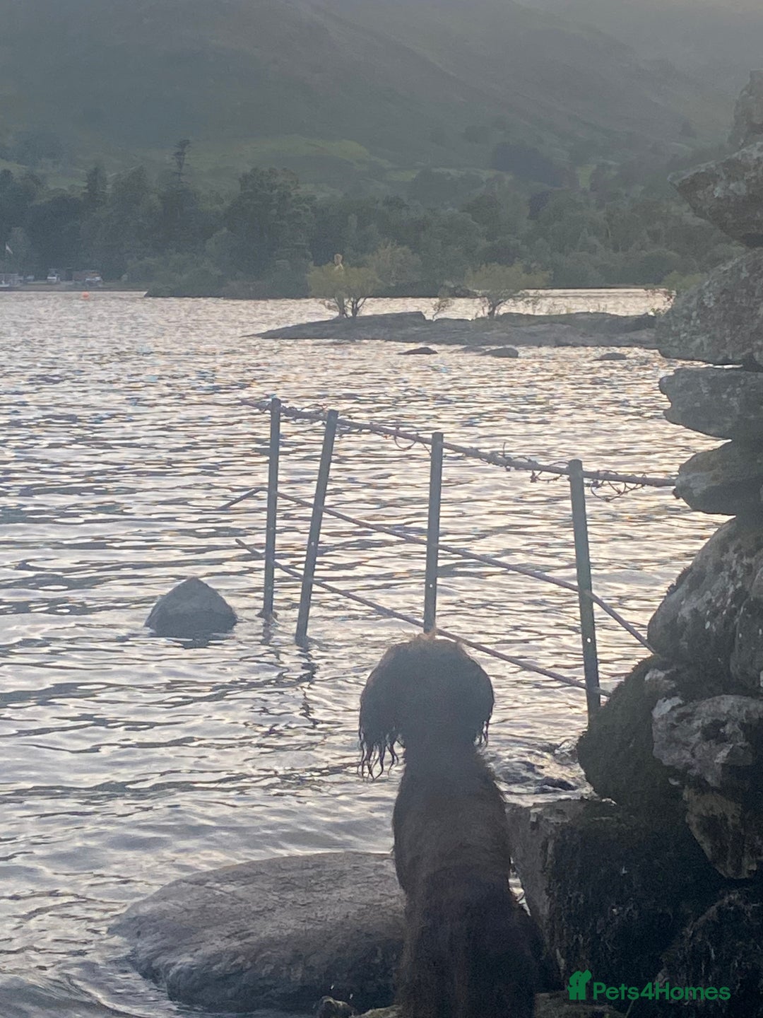 Cocker Spaniel dogs for stud: Cocker spaniel dog for stud  - Advert 7