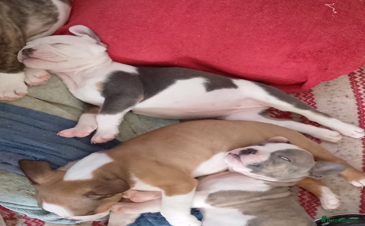 Mixed Breed dogs - Advert 1