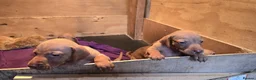 Hungarian Vizsla dogs for sale: Beautiful Hungarian Vizsla Puppies 4 Girls 2 Boys - Advert 7