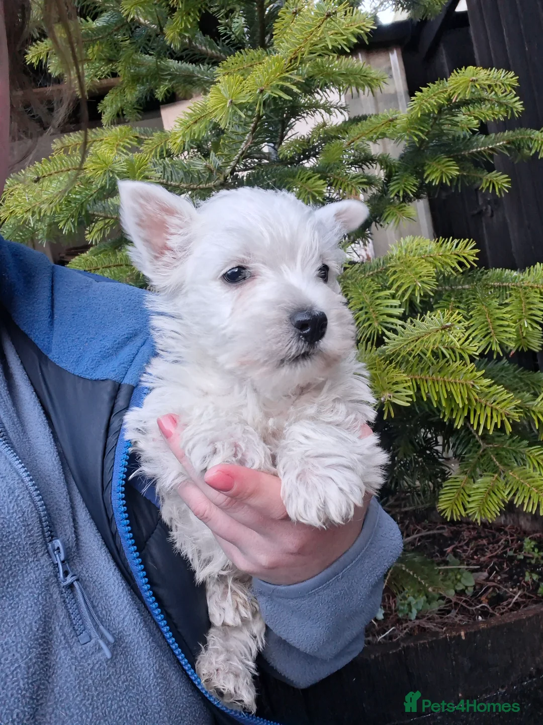 West Highland Terrier dogs for sale: Beautiful westies available - Advert 8