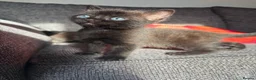 Mixed Breed cats for sale: Lovely kittens ready to go to their new home - Advert 9
