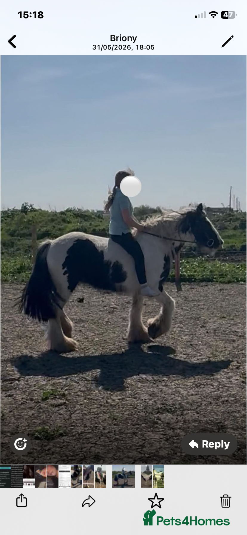 Other Breed horses for sale: Beautiful Bow Ready For New Home  - Advert 4