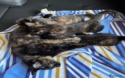 Mixed Breed cats for sale: 3 beautiful kittens for sale  - Image 10