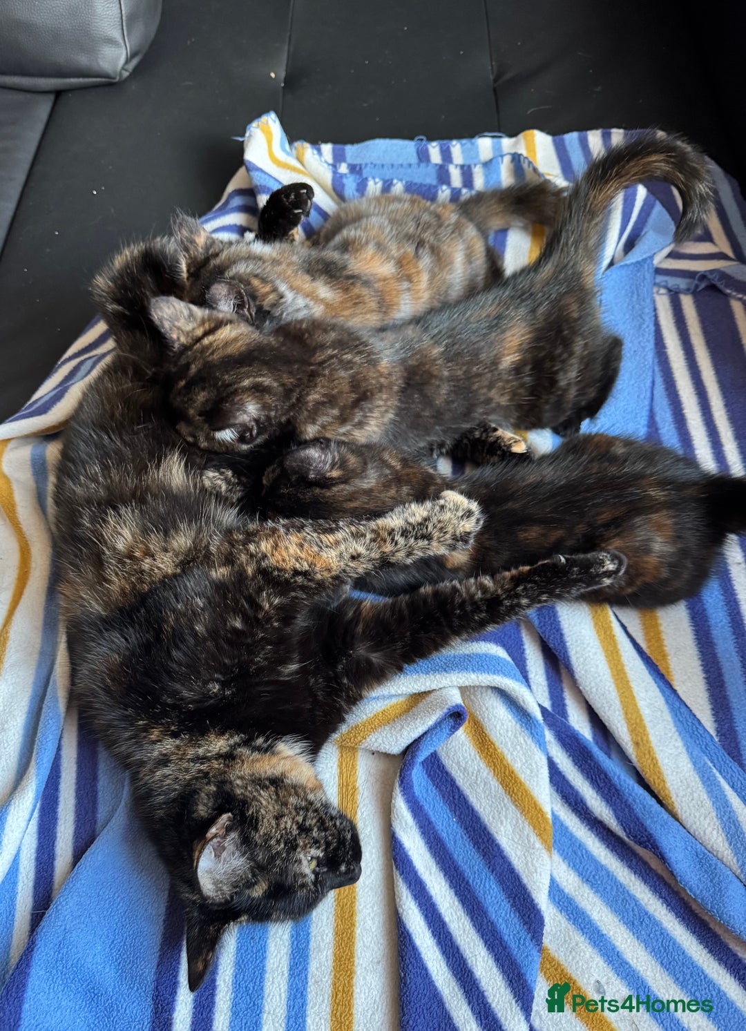 Mixed Breed cats for sale: 3 beautiful kittens for sale  - Image 10