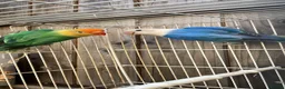 Lovebirds birds for sale: Lutino Red eye - Advert 4